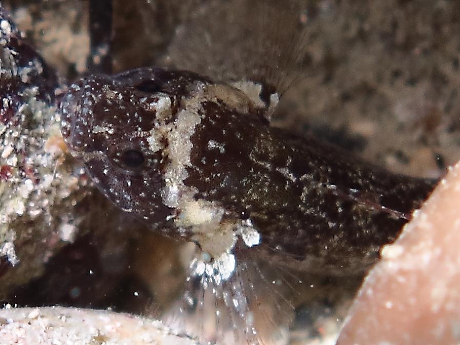 Piccolo ghiozzo da identificare (Zebrus zebrus o Millerigobius macrocephalus)